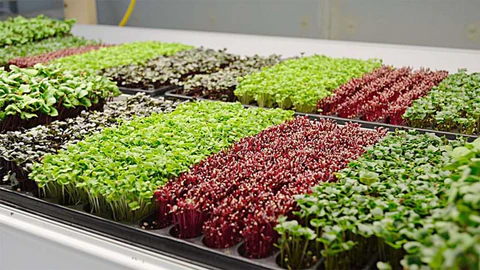 Micro-greens